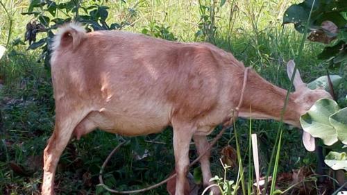 Income Sustainability Project - Goat Rearing 1